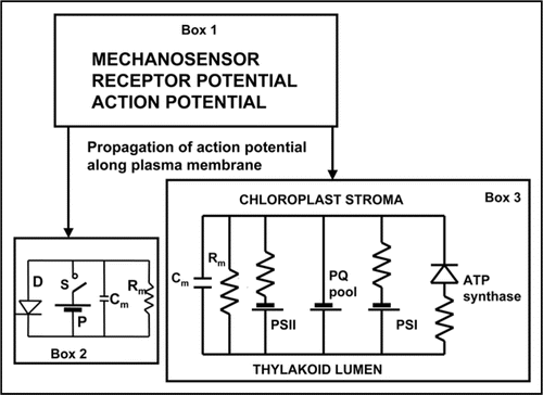 Figure 1 Biologically closed electrical circuits in Venus flytrap. Abbreviations: Cm, membrane capacitance; Rm, membrane resistance; PS, photosystem; PQ pool, plastoquinone pool; D, diode as a model of a voltage gated ion channel; S, electrical charge or voltage sensor; P, ATP dependent H+ pump.