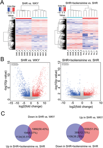 Figure 2 Isoliensinine treatment’s effects on the transcript expression profile of kidney tissues were analyzed by conducting RNA sequencing to identify differential transcripts (DETs) in each group. Comparing gene expression profiles using (A) hierarchical clustering plots and (B) volcano plots (|fold change| ≥ 2, P < 0.05). (C) Identification of integrated transcripts between the two comparisons with integrative analysis.