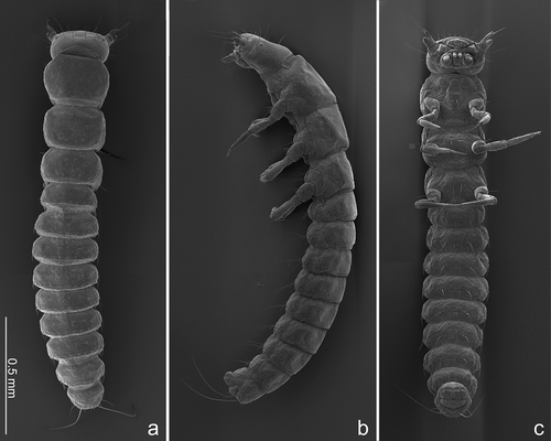 Figure 6. Lytta zubovi, habitus of first instar larva. (a) Dorsal view; (b) left lateral view; (c) ventral view.