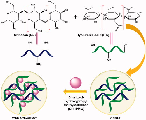 Scheme 1. Schematic illustration of the preparation procedures of Si-HPMC incorporated CS/HA injectable hydrogel.