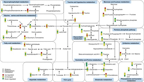 Figure 4 A simplified interaction diagram of the differential metabolites in the striatum, hippocampus, and cerebellum. Dotted frames represent the significantly altered Kyoto Encyclopedia of Genes and Genomes (KEGG) pathways. The small colored squares represent the striatum, hippocampus, and cerebellum, respectively, from top to bottom. Red indicates a significant upregulation, yellow indicates no change, and green indicates a significant downregulation.