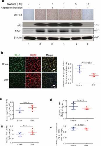 Figure 4. PPARγ antagonist GW9662 represses adipose PD-L1 expression. (a) Oil Red O staining and Western blotting of aP2, PD-L1, and β-actin in 3T3-L1 during adipogenesis, with or without GW9662 treatment. (b) Representative PD-L1 immunofluorescent staining of subcutaneous WAT from DMSO- and GW9662-treated mice (left). Fold change (normalized to vehicle-treated group) of fluorescence intensity of PD-L1 is shown on the right. (c-f) Fold changes of mean fluorescence intensity (MFI) from specific cells types isolated from either sham (vehicle) or GW9662-treated mice are shown for splenocytes (c), lung cells (d), thymus cells (e), fat tissue macrophages (CD45+ CD3-CD11b+ F4/80+) (f). Values represent mean ± SD. N = 5 per group