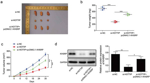 Figure 8. KHSRP overexpression reverses the inhibitory effects of si-HOTTIP on OS tumor growth in vivo. (a) Representative of OS tumors derived from U2OS cells treated with si-HOTTIP plus pcDNA3.1-KHSRP. (b, c) Tumor weight and volume were examined. (d) Protein expression of KHSRP was examined in tumors derived from U2OS cells treated with si-HOTTIP plus pcDNA3.1-KHSRP. All data were represented by 3 independent experiments. *P < 0.05; **P < 0.01; ***P < 0.001