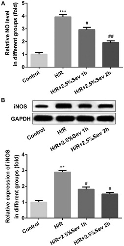 Figure 4. Sevoflurane mitigated H/R-induced increase of NO production. (A) The level of NO was measured by ELISA assay. (B) The protein level of iNOS was measured by western blot. GAPDH served as an internal loading control. Data are represented as means ± SEM. ***p < 0.001 vs. control group, #p < 0.05, ##p < 0.01 vs. H/R group. H/R, hypoxia/reoxygenation; Sev, sevoflurane.