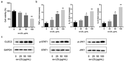 Figure 1. The effect ox-LDL on the RAW264.7 macrophages. (a) CCK-8 assay was used to measure the cell viability. (b) ELISA assay was applied to detect the levels of IL-1β, IL-6, and TNF-α. (c) related-proteins expression were detected by Western blotting. *P < 0.05, **P < 0.1, compared with 0 μg/mL.