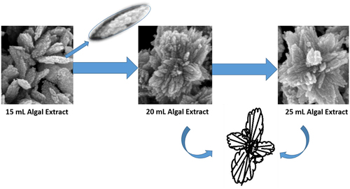 Figure 9 Evolution of CuO nanostructure into the nanoassembly (flower).