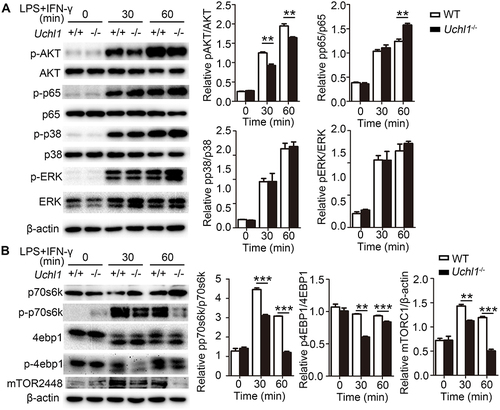 Figure 5 UCHL1 regulated AKT signaling pathway in BMDMs. WT and Uchl1−/− BMDMs were stimulated with LPS (100ng/mL) plus IFN-γ (10ng/mL) for indicated times. (A) Western blot analysis of the phosphorylation and total status of AKT, p65, p38, ERK. β-actin is as an internal control. And densitometry quantification of band intensity are presented in the right panel. (B) Western blot analysis of the phosphorylation and total status of p70s6k, 4ebp1 and mTOR. β-actin is as an internal control. And densitometry quantification of band intensity are presented in the right panel. Data shown are the mean ± SD. ** P < 0.01, *** P < 0.001. Values in (A and B) were compared using two-way ANOVA with Bonferroni’s test. Data are representative of three independent experiments with similar results.