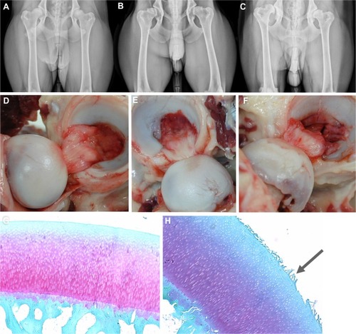 Figure 1 Anatomy of canine hip dysplasia.