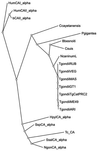 Figure 3. Phylogenetic analysis. A dendrogram was obtained using PhyML to generate a bootstrap consensus tree (100 replicates). The analysis utilised the following amino acid sequences: HumCA1_alpha, Homo sapiens CA I isoform, Sequence ID: NP_001122301.1; HumCAII_alpha, Homo sapiens CA II, Sequence ID: AAH11949.1; bCAII_alpha, Bos taurus CA II, Sequence ID: NP_848667.1; Ccayetanensis, Cyclospora cayetanensis alpha CA, (ID: XP_022592761.2); Pgigantea, Porospora cf. gigantea A hypothetical protein KVP18_002643 (ID: KAH0475491.1); Bbesnoiti, Besnoitia besnoiti carbonate dehydratase, eukaryotic-type domain-containing protein (ID: XP_029221989.1); Csuis, Cystoisospora suis carbonate dehydratase, eukaryotic-type domain-containing protein (ID: PHJ22557.1); NcaninumL, Neospora caninum Liverpool carbonate dehydratase, eukaryotic-type domain containing protein (ID: CEL66890.1); TgondiiRUB, Toxoplasma gondii RUB carbonate dehydratase, eukaryotic-type domain-containing protein (ID: KFG65258.1); TgondiiVEG, Toxoplasma gondii VEG carbonate dehydratase, eukaryotic-type domain-containing protein (ID: ESS32017.1); TgondiiMAS, Toxoplasma gondii MAS carbonate dehydratase, eukaryotic-type domain-containing protein (ID: KFH15199.1); TgondiiCT1, Toxoplasma gondii GT1 carbonate dehydratase, eukaryotic-type domain-containing protein (ID: EPR62766); TgondiiTgCatPRC2, Toxoplasma gondii TgCatPRC2 carbonate dehydratase, eukaryotic-type domain-containing protein (ID: KYK70381.1); TgondiiME49, Toxoplasma gondii Tg_CA (ID: XP_002365178.2); TgondiiARI, Toxoplasma gondii ARI carbonate dehydratase, eukaryotic-type domain-containing protein (ID: KYF41591.1); HpylCA_alpha, Helicobacter pylori α-CA (ID: WP_010882609.1); SspCA_alpha, Sulfurihydrogenibium sp. YO3AOP1 α-CA (ID: WP_012459296.1); Tc_CA, Trypanosoma cruzi α-CA (ID: XP_806287.1); SsalCA_alpha, Streptococcus salivarius PS4 α-CA (ID: EIC81445.1); NgonCA_alpha, Neisseria gonorrhoeae α-CA (ID: WP_003688976.1).