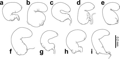 Fig. 6. Spermathecae of Dematotrichus capillosus sp. nov. (a), D. comatulus sp. nov. (b), D. crinitus sp. nov. (c), D. hirsutus sp. nov. (d), D. hirtus sp. nov. (e), D. horridus sp. nov. (f), D. pilosus (Jolivet, Verma & Mille) (g), D. setosus sp. nov. (h), and D. villosus sp. nov. (i). All spermathecae drawn at the same scale.