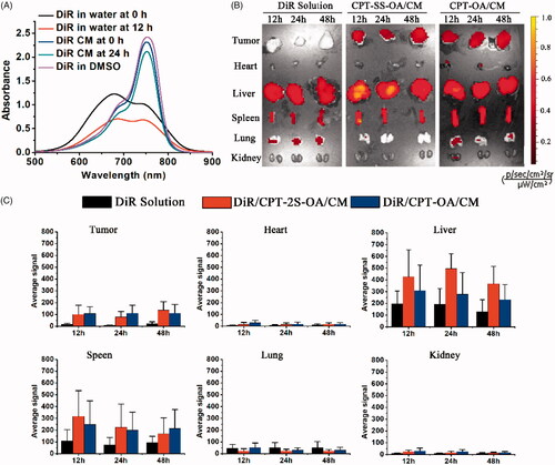 Figure 6. UV–Vis spectra of DiR-labeled CM, DiR solution in water and DMSO at 20 μg/ml before and after incubation at 37 °C for 12 h (A). In vivo distribution of DiR-labeled CPT-OA/CM, CPT-SS-OA/CM in the subcutaneous CT26 tumor-bearing mice post intravenous injection at an equivalent CPT dose of 10 mg/kg: fluorescence imaging (B) and quantitative analysis (C) of organs and tumor at 12, 24, and 48 h (n = 1).