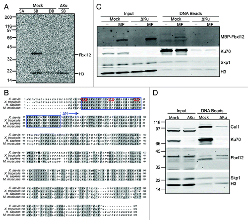 Figure 2. The F-box protein Fbxl12 binds to DSBs in a Ku-sensitive manner. (A) 35S-labeled Xenopus tropicalis Fbxl12 and histone H3 were added to egg extract that was either mock- or Ku-depleted. Streptavidin-coated (SA), SB-DNA, or DB-DNA beads were added to the mock-depleted extract and SB-DNA beads were added to the Ku-depleted extract. Bead fractions were visualized by phosphorimager. (B) Protein alignment of Fbxl12 amino acid sequence from Xenopus laevis, Xenopus tropicalis, Homo sapiens and Mus musculus. Indicated are the F box (blue box), conserved F box residues that were mutated (see Fig. 3D and E, red boxes), and the start of the ∆N-Fbxl12 truncation mutant. (C) Egg extracts were either mock- or Ku-depleted, and 1 µM recombinant MBP-Fbxl12 (MF) was then added. These extracts were then incubated with SB-DNA beads, and co-purifying proteins were probed with antibodies against MBP, Ku70, Skp1 or H3. (D) Mock- or Ku-depleted extract was incubated with SB-DNA beads, and bound proteins were probed using antibodies against Xenopus laevis FBXL12. A likely cross-reacting band is indicated with an asterisk.