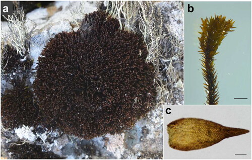 Figure 1. Species reference images of Andreaea regularis; whole plant (a), a shoot (b) and a leaf (c). The pictures were taken by authors in a field on Barton Peninsula of King George Island, Antarctica (a) and in a laboratory (b, c). Scale bar = 1 mm (b) and 0.1 mm (c).