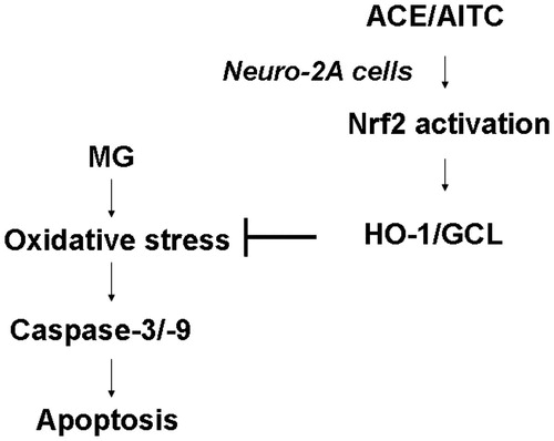 Figure 9. The potential mechanism of ACE for protecting Neuro-2A cell apoptosis caused by MG induction.