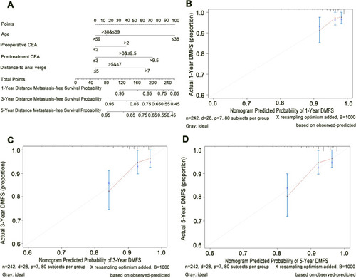 Figure 2 Construction and validation of nomogram in rectal cancer patients achieving pCR after neoadjuvant chemoradiotherapy. (A) Nomogram for predicting 1-, 3-, and 5-year distant metastasis-free survival probability for patients. (B–D) Calibration curves of nomograms in terms of agreement between predicted and observed 1-, 3-, and 5-year outcomes.