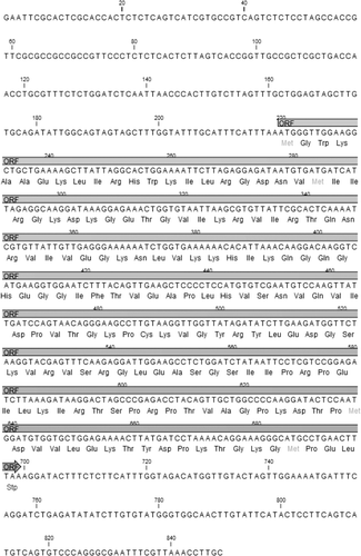 Figure 1. Nucleotide and deduced amino acid sequences of the CmRPL24-01 gene.