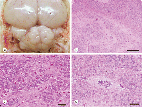 Figure 1. Gross and microscopic features in the cerebellum of chickens. 1a: Disorganization of cerebellar folia. Chicken No. 7. 1b: Heterotopic cortex located from the granular layer to the medulla. Chicken No. 1. Haematoxylin and eosin stain. Bar = 100 µm. 1c: Disarrangement of cortical components in heterotopic cortex. Chicken No. 4. Haematoxylin and eosin stain. Bar = 40 µm. 1d: Aggregation of granular cells around the vessel. Chicken No. 7. Haematoxylin and eosin stain. Bar = 40 µm.