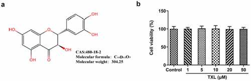 Figure 1. Taxifolin has no significant effect on the cell viability of human bronchial epithelial cells. (a) The chemical structure of TXL. (b) The cell viability of BEAS-2B cells under TXL treatment. Data were expressed as mean ± standard deviation (SD). This experiment was repeated for four times. ***P < 0.001 Versus Control. #P < 0.05, ##P < 0.01, ###P < 0.001 Versus TNF-α.