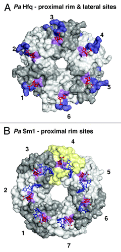 Figure 4. Additional RNA binding surfaces on Hfq and (L)Sm proteins. (A) RNA binding on the outer rim of the proximal surface and on the lateral surface of Hfq. Transparent surfaces of Hfq protomers are colored in white and gray and numbered for orientation. A conserved uridine binding site on the proximal surface of bacterial PaHfq (Pseudomonas aeruginosa) is colored in purple (corresponding to F39 in EcHfq).Citation28 The areas corresponding to the basic patch on the lateral surface of StHfq are colored in dark blue (corresponding to R16, R17, R19, K47 in StHfq and EcHfq).Citation29 The basic patch allows the specific recognition of regulatory sRNAs and catalyzes base-pair formation and exchange. The uridines co-crystallized with PaHfq are shown as red sticks. (B) Conservation of the uridine binding site on an archaeal LSm heptamer.Citation53 The surface of the additional protomer in the homoheptameric ring of the archaeal PaSm1 (Pyrococcus abyssii) protein is shown in yellow. The conserved uridine binding site is colored in purple (corresponding to Y34 in AfSm1) and the bound uridines are shown as red sticks. Other nucleotides and the RNA backbone of the co-crystallized oligomers are drawn in blue as described before.