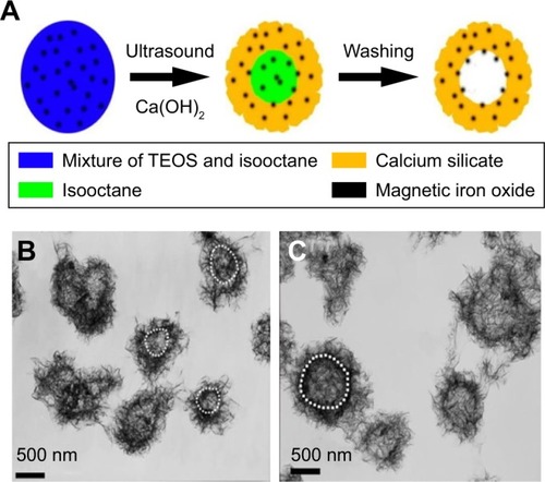 Figure 7 (A) Synthesis of magnetic iron oxide–calcium silicate mesoporous core–shell nanocomposites with a hollow structure using two liquid phase system and ultrasound irradiation in the presence of isooctane. (B, C) TEM of the nanocomposites fabricated by using two liquid phase systems and ultrasound irradiation in the presence of isooctane.Notes: Reprinted with permission from Lu BQ, Zhu YJ, Ao HY, Qi C, Chen F. Synthesis and characterization of magnetic iron oxide/calcium silicate mesoporous nanocomposites as a promising vehicle for drug delivery. ACS Appl Mater Interfaces. 2012;4(12):6969–6974. Copyright © 2012, American Chemical Society.Citation185Abbreviations: TEM, transmission electron microscopy; TEOS, tetraethylorthosilicate.