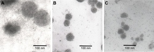 Figure 1 Transmission electron microscopy images of NaFI-loaded liposomes.Notes: (A) CL, (B) PL, and (C) PL-LI.Abbreviations: CL, conventional liposome; NaFI, sodium fluorescein; PL, PEGylated liposome; PL-LI, PEGylated liposome with d-limonene.