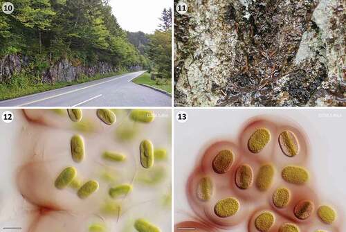 Figs 10–13. ‘Wet walls’ near Clingmans Dome in the Great Smoky Mountains National Park (North Carolina, USA) and the two Serritaenia morphotypes found in this habitat. Fig. 10. Sampling area at ‘wet walls’ (left side). Fig.11. Red-brown biofilm on rock surface containing various microalgae, including two Serritaenia morphotypes. Fig. 12. Cells of morphotype GSM.5.thin loosely arranged in copious, reddish mucilage. Fig. 13. Colony of morphotype GSM.5.thick with well-defined, intensely pigmented capsules. Note the difference in cell width to cells shown in (12). Scale bars: 20 µm.