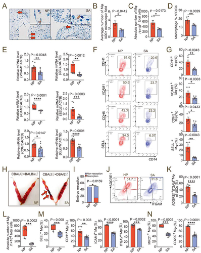 Figure 8. dMφ in spontaneous abortion shows abnormal residence and reduced adhesion. (a) Immunohistochemistry assays for numbers of resident CD68+ dMφ (red arrows) from women in NP (n = 4) or with SA (n = 4). (b) Average numbers of dMφ per 400× microscope field in the images from (a). (c) Numbers of dMφ per 10,000 total decidua single cells from NP (n = 6) or SA (n = 5) women flow cytometry assays. (d) Proportion of CD14+ macrophages in PTPRC+ decidual immune cells in NP (n = 6) or SA (n = 5) group in flow cytometry assays. (e) Relative mRNA level of adhesion-related genes in NP (n = 9) or SA (n = 9) dMφ, including CDH5, SELE, SELL, VCAM1, ICAM2 and CLDN7 by RT-PCR. (f and g) Expression of adhesion molecules on NP (n = 6) or SA (n = 5) dMφ in flow cytometry assays. (h and i) Photograph (red arrow: resorption point) and embryo resorption rates of uterus from normal pregnant (NP) or spontaneous abortion-prone mouse (SA) models. (j-l) Proportion of ADGRE1+ITGAM+ uterine macrophages in PTPRC+ uterus immune cells and numbers per 10,000 uterine cells in NP (n = 8) or SA mouse models (n = 8) in flow cytometry assays. (m and n) Adhesion molecules and differentiation markers of PTPRC+ ADGRE1+ ITGAM+ uterine macrophages of NP (n = 8) or SA (n = 8) mice in flow cytometry assays. Data were presented as mean ± SEM or median and quartile and analyzed by t test or Mann-Whitney U test. *P < 0.05, **P < 0.01, ***P < 0.001, ****P < 0.0001.