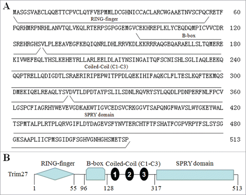 Figure 7. Amino acidsequence and structural domains of Trim27. (A)The full-length Trim27 cDNA is predicted to encode a protein of 513 amino acids; (B) Trim27 is a member of the TRIM family, and consists of a RING domain, a B-box domain, 3 coiled-coil regions (C1 to C3) and an SPRY domain.