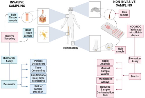 Figure 1. Hair and nails for the construction of microfluidic organ-on-a-chip platforms and their subsequent utilization in a range of biomedical applications.