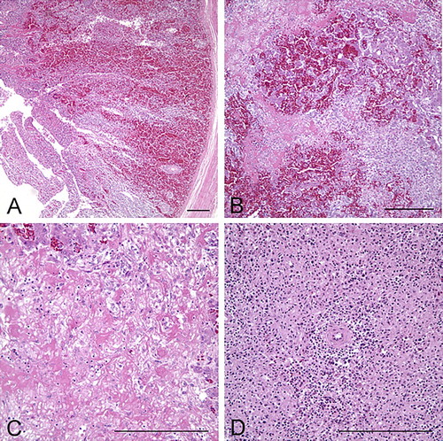 Figure 3. Microscopic appearance of liver, intestines, and spleen from 18-week-old pullets. (a) Severe haemorrhage and necrosis of the intestinal mucosa, extending deep into the lamina propria; bar = 100 µm, H&E. (b) The liver has massive areas of haemorrhage and hepatocellular necrosis; bar = 100 µm, H&E. (c) Higher magnification of the liver. Random areas of multifocal to coalescing fibrinoid necrosis with amorphous, eosinophilic thrombi that are occluding the sinusoids and replacing normal hepatic architecture; bar = 100 µm, H&E. (d) The spleen has marked lymphoid depletion, with diffuse lymphoid necrosis and loss of white pulp; bar = 100 µm, H&E.