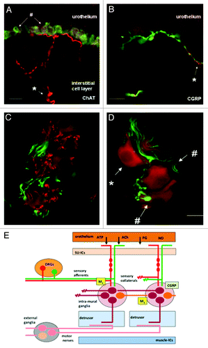 Figure 4. Images of afferent nerves and intra-mural ganglia in the guinea pig bladder. The sections were stained for choline-acetyltransferase (ChAT) (red) detecting the enzyme responsible for synthesising acetylcholine. The sections were also stained with an antibody to calcitonin gene related peptide (CGRP) (green). Almost certainly these CGRP fibers are afferent fibers. (A and B) Show images of sub-urothelial cholinergic (A) and peptidergic (CGRP) (B) nerves indicating two distinct populations of afferent fiber. (C and D) Show cholinergic terminals (C, red) within the intra-mural-ganglia as are CGRP terminals (C and D, green). These observations suggest the possibility of integration of different inputs into these neurons. Panel E shows a cartoon illustrating the possible interactions of afferent collaterals, both peptidergic (CGRP) and cholinergic with the intra-mural ganglia. An output to the muscle is postulated that is in addition to the conventional parasympathetic system involved in the initiation of the voiding contraction (reprinted from reference Citation73 with permission).