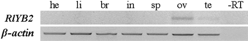Figure 3. RlYB2 mRNA expression in adult tissues of R. lessonae (br = brain, he = heart, li = liver, in = intestine, sp = spleen, ov = ovary, te = testis). ‐RT is the negative control and β‐actin was used as a positive control.