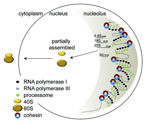 Figure 2. Assembly of ribosomes. rRNAs are made in the nucleolus, which is a single crescent shaped structure that fills about 30% of the budding yeast nucleus. The rDNA resides in the nucleolus. The rDNA in yeast consists of 150 repeats of a 9.1 kb sequence that generates the rRNAs that become the structural components of the ribosome. Only about half of the repeats are transcribed at any given time, and these tend to cluster together. RNA polymerase I (black circles) synthesizes a single 35S transcript which is processed and modified (pseudouridylated, ψ and methylated, m) by the processome (green circles) concurrent with transcription to generate 5.8S, 18S, and 25S. The 5S transcript is synthesized by RNA polymerase III (gray circles). These rRNAs are partially assembled with ribosomal proteins into precursors of the 40S and 60S subunits in the nucleus. Final assembly of the ribosome occurs in the cytoplasm (yellow ovals) after export. Cohesin (blue-red circles) associates with the rDNA in every genome examined. This cohesin could help to organize the active rDNA repeats for transcription. Mutations that affect the number of cohesive rings could have a negative impact on nucleolar form and function.
