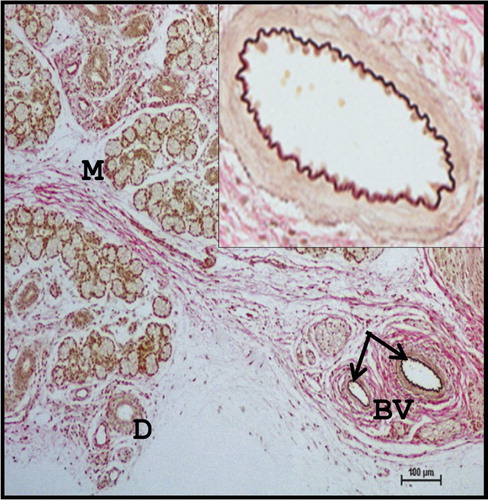Figure 20. Photomicrograph of 53.5 cm CVRL (194th day) buffalo foetus showing blood vessels having elastic fibres (arrows), around the periphery of the lobes and lobules of mandibular gland. (M-mucous cell; D-duct). Verhoeff’s method ×100.