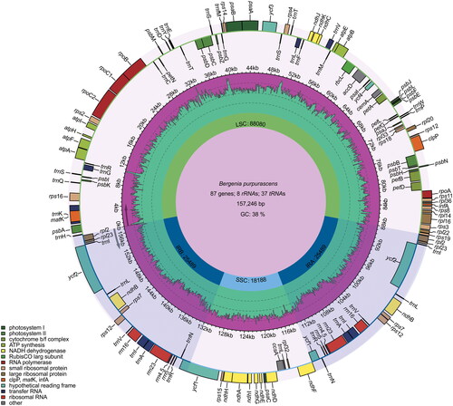 Figure 2. Graphic representation of features identified in the cp genome of B. purpurascens. Genes inside the circle are transcribed clockwise, while those outside are transcribed counterclockwise. Genes are color-coded according to functional groups. The dark pink region inside the inner circle indicates the GC content, while the green color indicates the at content of the cp genome. Boundaries of the small single copy (SSC) and large single copy (LSC) regions and the inverted repeat (IRa and IRb) regions are denoted in the inner circle.