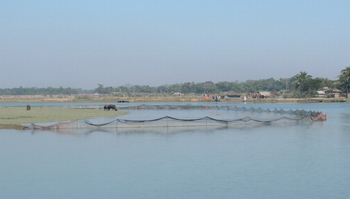 Figure 2.  A Char jal in the Bakkhali river estuary.