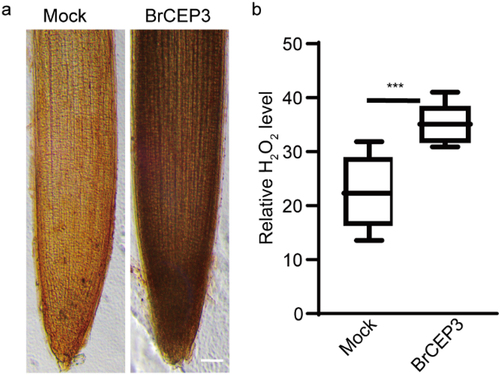 Figure 5. BrCEP3 peptide promotes H2O2 accumulation in Brassica rapa primry roots. (a) Representative images showing ROS level in Brassica rapa primary roots treated with mock or 1 μM BrCEP3 peptide for 4 days. (b) Quantification of ROS level. N = 10, *** P < .001 was determined by One-way ANOVA test. Data represents mean ± SD. Scare bar = 50 μm.