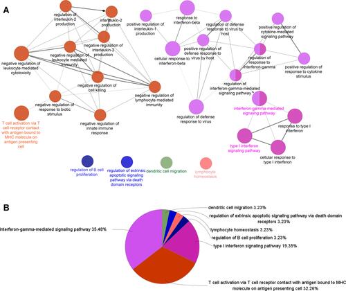 Figure 2 ClueGO enrichment analysis. Significantly enriched GO terms of DEGs in SS based on their GlueGO (Biological Processes) and CluePedia functions (A). The pie chart of ClueGO enrichment analysis (B).