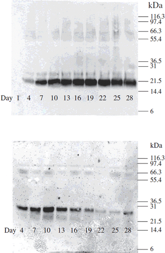 Figure 3. Western blot analysis of human IFNα and human VEGF165b produced by co-encapsulated cells. (A) Production of IFNα (B) production of VEGF165b at various time periods
