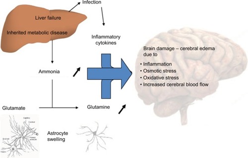 Figure 1 Putative mechanisms underlying hyperammonemia encephalopathy and brain edema.