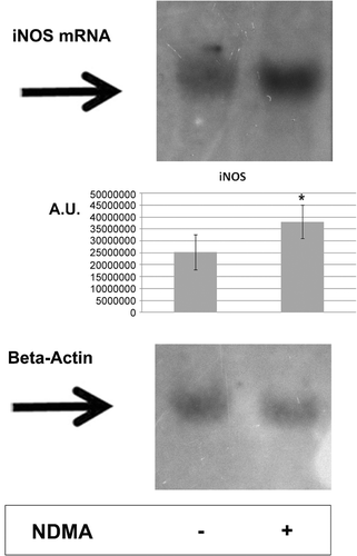Figure 1.  Northern blot analysis for the expression of iNOS mRNA in human PMN. Cells were treated with 0.74 µg NDMA/µl for 2 h. Total RNA (10 µg/sample from 107 total cells) were then size-fractioned by agarose gel electrophoresis and transferred onto a positively-charged nylon membrane. Detection of iNOS mRNA or β-actin mRNA was performed using oligonucleotide probes labeled with biotin. Hybridization was followed by chemiluminescent detection of hybrids and analyzed using ImageJ software. Similar results were obtained from 10 independent experiments; one representative blot is shown.