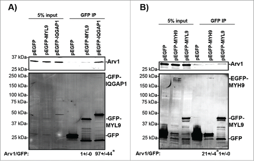 Figure 5. Arv1 interacts with IQGAP1, MYL and MYH9. HeLa cells transiently expressing pEGFP (A, B), pEGFP-MYL9 (A, B), pEGFP-IQGAP1 (A) or pEGFP-MYH9 (B) were synchronized in mitosis with 400 ng/ml Nocodazole (18 hours), lysed and used for GFP-trap immunoprecipiation analysis. To confirm equal expression levels of Arv1 in the cells expressing GFP (lane 1 in A-B), MYL9-GFP (lane 2 in A-B), IQGAP1-GFP (lane 3 in A) or MYH9-GFP (lane 3 in B), 5% of the lysate subjected to GFP-trap was analyzed by Western blotting analysis. Co-precipitated Arv1 and the expression of GFP-tagged proteins were determined by Western blotting (lanes 4–6). A representative experiment is shown. The Arv1/GFP-intensity ratios was quantified by the Odyssey Software and given below (± S.E). Significant different ratios relative to Arv1/GFP-MYL9 are indicated (*p< 0.05).