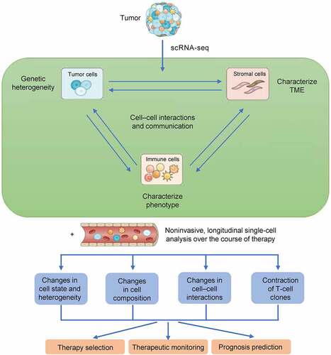 Figure 3. Workflow for single-cell analysis. scRNA-seq makes it possible to characterize tumors, immune cells, and/or stromal cells, thus yielding information about tumor heterogeneity and providing an atlas of immune and stromal microenvironments in relation to clinical stage, disease subtype, and tumor location. Such an analysis can be applied to a wider selection of patients than was previously possible, thus improving prognostication and the selection of optimal treatments.