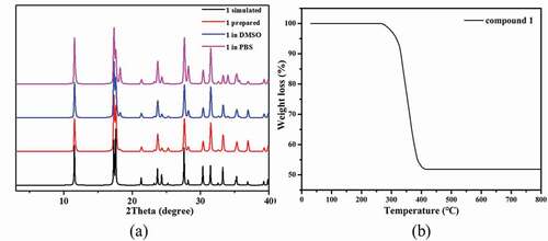 Figure 2. (a) The PXRD patterns for 1. (b) The TGA curve of 1.