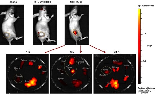 Figure 7 The in vivo tumor-targeted effect of Nds-IR780 at 6h and biodistribution of Nds-IR780 at 1 h, 8 h and 24 h evaluated by NIRF imaging via an IVIS Lumina II imaging station. The yellow dotted circles indicated the tumors.