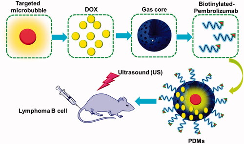 Figure 1. Illustration of PDM structure, and depiction of antigen-specific, tumor cell targeting drug delivery. After PDM attachment to CD 20 antigens on Raji cells, US irradiation triggers DOX release and delivery into cells. DOX: doxorubicin; PDMs: pembrolizumab-conjugated; DOX-loaded microbubbles.