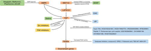 Figure 1 Drugs that inhibit YAP in this review. Arrows and blunt ends indicate activation and inhibition. These include various mechanisms that would result in YAP inhibition, such as inhibitors of YAP-TEAD complex (shown in blue boxes), inhibitors of YAP nuclear localization (shown in green boxes) or inhibitors of cell adhesion or cytoskeleton (shown in yellow boxes).