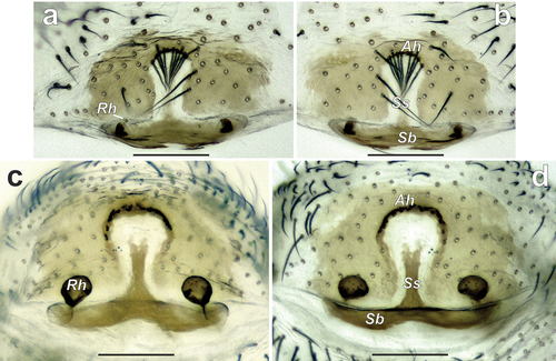Figure 5. Macerated epigynes of Spinozodium denisi (a, b) and S. khatlonicum sp. nov. (c, d). (a, c) dorsal view; (b, d) ventral view. Scale bars = 0.2 mm. Abbreviations: Ah – anterior hood, Rh – head of receptacle, Sb – septal base, Ss – septal stem.