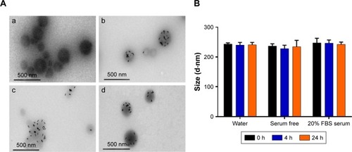 Figure 2 (A) TEM images of (a) PLGA NPs, (b) ADP NPs, (c) SPEI/ADP NPs, and (d) HSA/SPEI/ADP NPs. (B) Colloidal stability of the HADP in various conditions (water, serum-free medium, and 20% FBS serum-containing medium) for 0, 4, and 24 hours.Note: Data represent the mean±SE; n=3.Abbreviations: ADP, AuNR/DOX/PLGA; AuNR, gold nanorod; DOX, doxorubicin; HADP, HSA/AuNR/DOX–PLGA; HSA, human serum albumin; NIR, near infrared; NP, nanoparticle; PLGA, poly(lactic-co-glycolic acid); SE, standard error; SPEI, surface depositions of bio-reducible polyethylenimine; TEM, transmission electron microscopy.