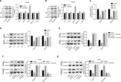 Figure 4 Forskolin reduced the expression of β-catenin through upregulation of the expression of Axin.Notes: (A, B) The expressions of Axin, Frz, APC, GSK-3β, and CK1 in forskolin (40 μM)-treated or control Toledo and NK-92 cells were examined by Western blotting analysis (n=3, *P<0.05, forskolin group vs control group). (C, D) RT-PCR and Western blotting were carried out to detect the mRNA and protein levels of Axin after Toledo or NK-92 cells were transfected with si-1/2/3 targeting Axin gene for 24 or 48 hours, respectively (n=3, *P<0.05, ***P<0.001, si-1/2/3 group vs si-NC group). (E) Western blotting analysis of the expression of β-catenin in different groups of Toledo and NK-92 cells: si-NC, si-NC + forskolin, si-Axin, si-Axin + forskolin (n=3, ***P<0.001, si-NC + forskolin group or si-Axin group vs control group). (F, G) The protein expression of cytoplasmic and nuclear β-catenin in Toledo and NK-92 cells with different treatments: si-NC, si-NC + forskolin, si-Axin, si-Axin + forskolin (n=3, *P<0.05, si-NC + forskolin group or si-Axin group vs control group).Abbreviations: GAPDH, glyceraldehyde 3-phosphate dehydrogenase; GSK-3β, glycogen synthase kinase 3β.